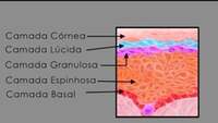 Fisiologia aplicada à estética